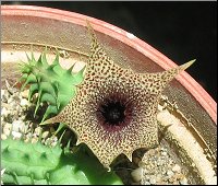 Huernia distincta